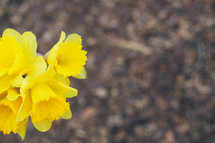 Daffodils outside.
