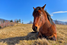 sleepy horse on a meadow in early spring