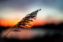 grass seeds at sunset 