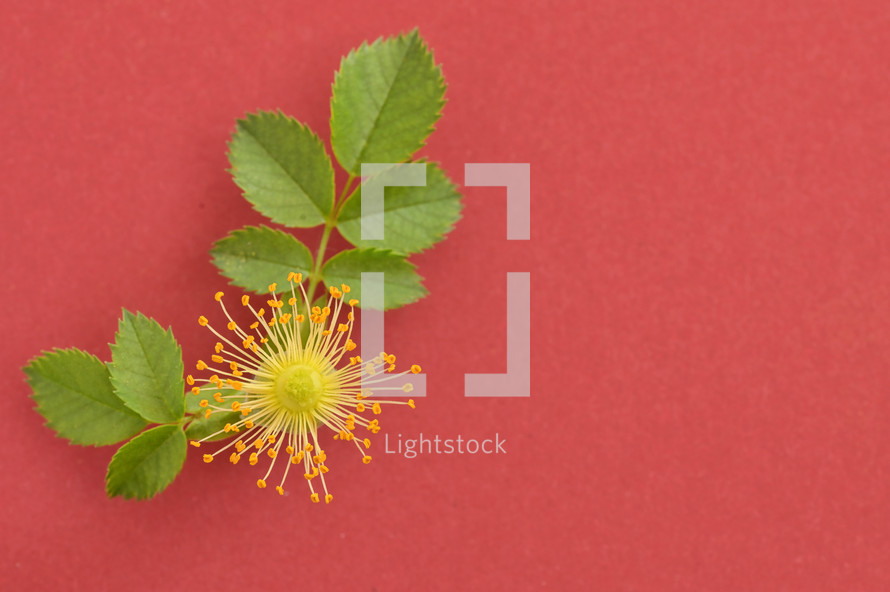 Pink wild rose flowers (Rosa canina) on red background