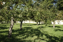 apples orchard 
