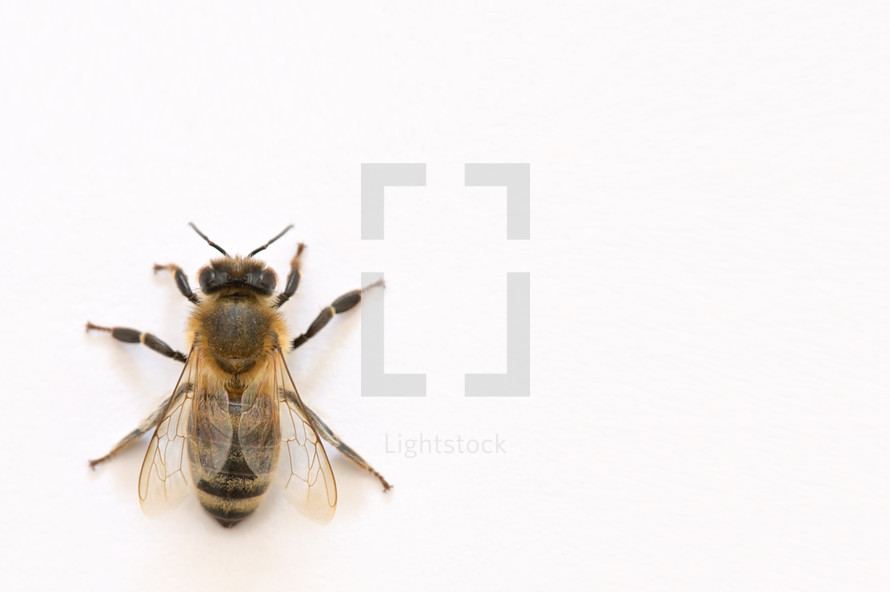 bee on a white background 