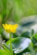 yellow fig buttercup 