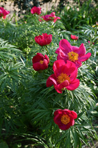 red flowers in a garden 