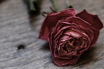 Withered rose on a wood table. 
