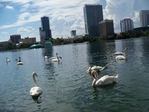 Swan Lake - A group of Swans take a summer swim in Lake Eola in Orlando, Florida with the corporate skyline of downtown Orlando in the background. A peaceful setting in a park within the city reflecting city life, urban renewal and nature and man living side by side. 