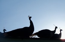 Silhouette of a family of peacocks at sunrise.