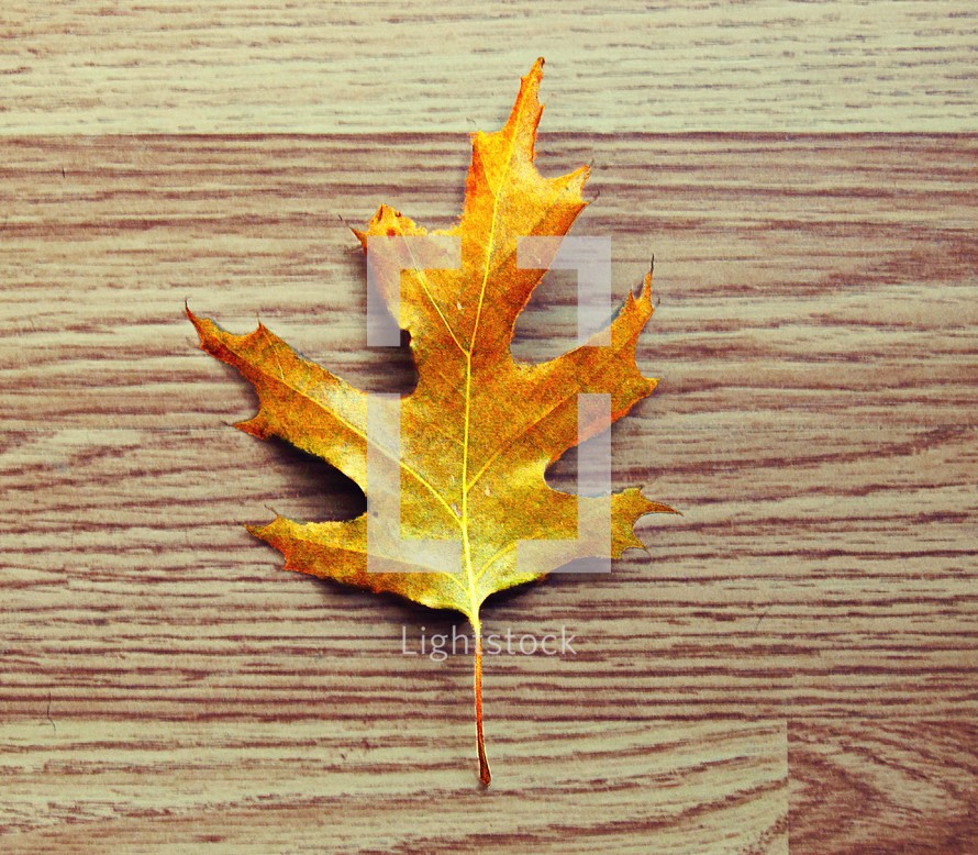 fall leaf on the floor 