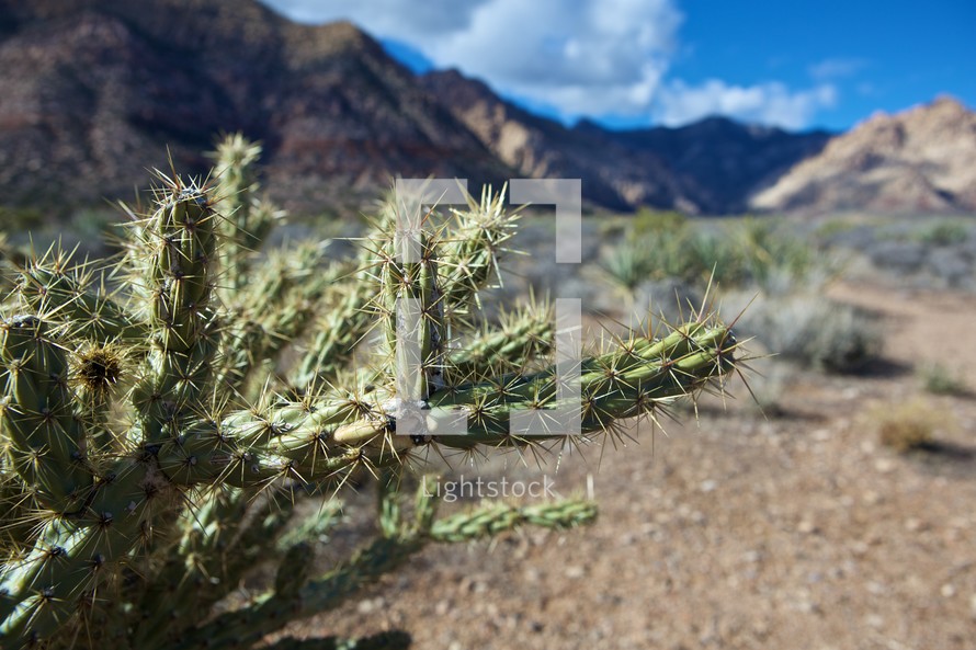 spiky cactus in the desert