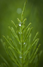 Magnified stem of green pine needles with drops of dew.
