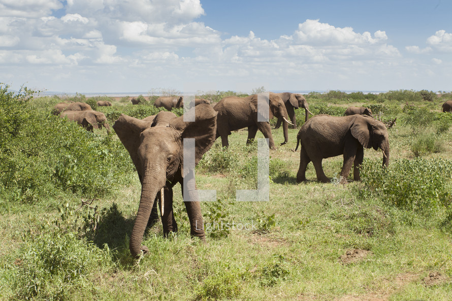 Elephant herd in a field.