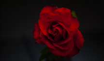 red English rose 