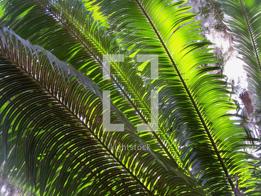 The third day of creation - On day three, God also created vegetation (plants and trees) in Genesis 1: These beautiful palm fronds reflect the sunlight and feed off its light to bring life to the plants and foliage surrounding a tropical forest setting with green plants, trees and sunlight. 