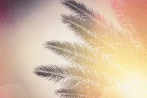 sunlight on a palm