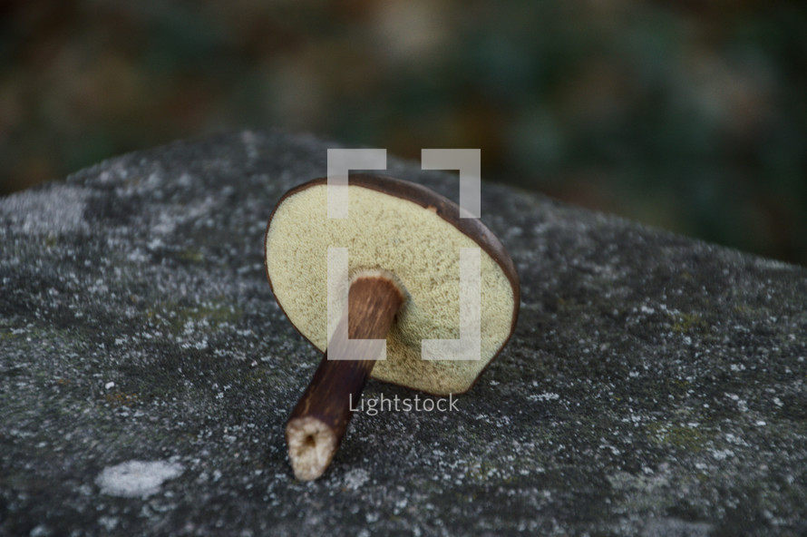 mushroom on a rock 