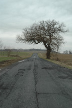 isolated tree along a crumbling rural road