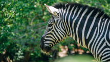 zebra in a zoo 