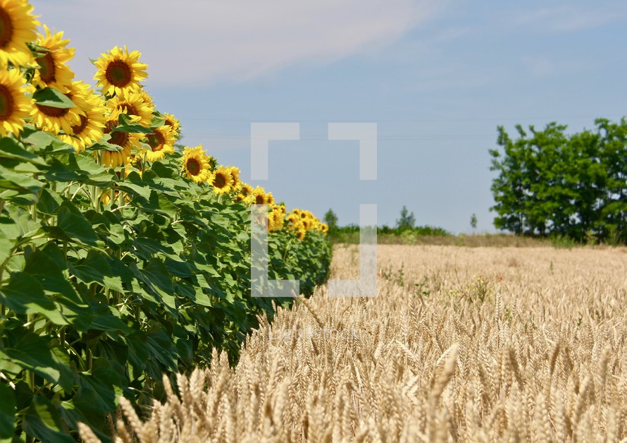 Fields of wheat and sunflowers 