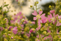 Pink Mallow Flowers in Summer Garden