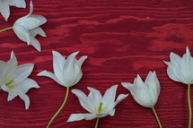 white lilies on a red wood background 