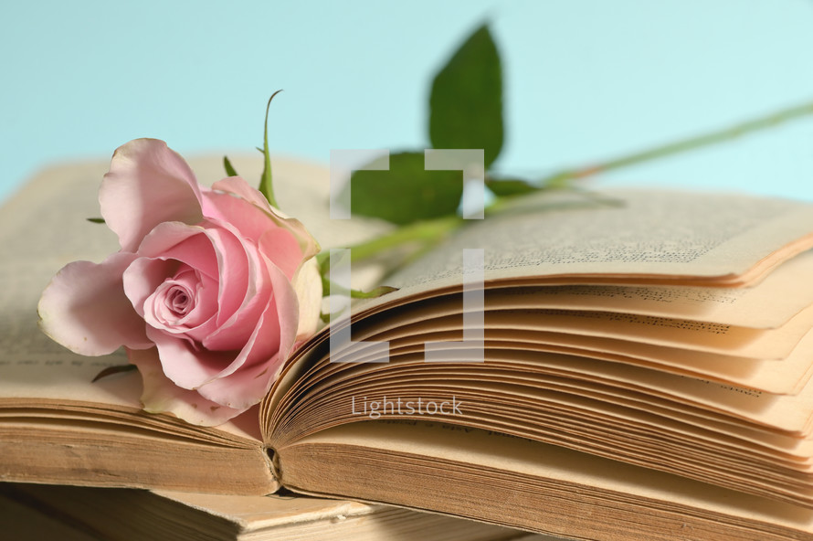 pink rose on pages of an open book 