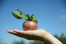 an apple in hand 