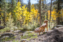 dog looking out at a forest 