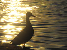 silhouette of a duck 