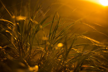 golden sunlight on tall grass