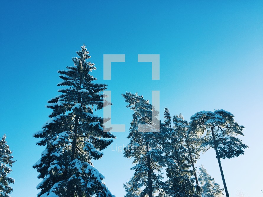 snow on pine trees 