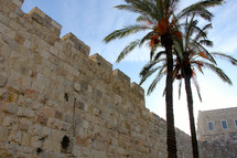 Palm tress outside the New Gate, Jerusalem old city walls