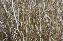 Golden metallic branches 