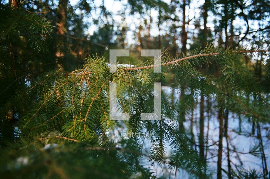 snow in a pine forest 