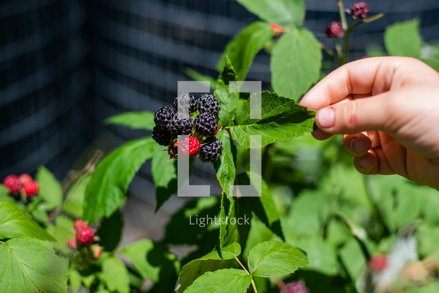 picking blackberries in summer 