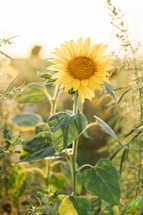 Big Sun Flower in the middle of field 