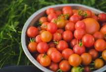 bowl of cherry tomatoes 