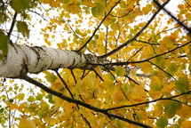 looking up to fall leaves on a tree