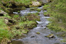 streams of water in a creek with stones overgrown with moss. 
