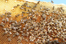 bees on a honeycomb 
