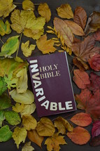 Holy Bible surrounded by fall leaves - 
colorful changeable autumn leaves in color gradient on brown wood with a bible in the middle and the word INVARIABLE on it