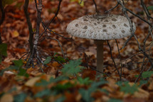 mushroom in a forest 