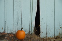 pumpkin in front of a white washed fence 