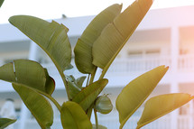banana palm leaves on white hotel background. summer holiday vacation. High quality photo.