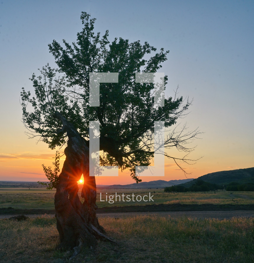 Single Tree on field at Summer sunset