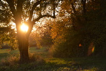 late evening sun shining through a tree in autumn