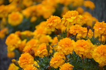 bright orange marigolds autumn flowers.