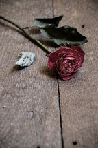 withered red rose on wooden floor