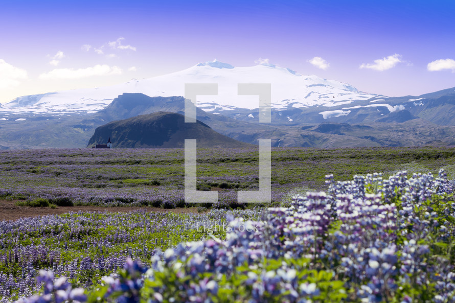meadow of purple flowers and distant church with mountains 