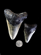 prehistoric shark teeth 