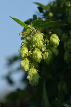 green hops on a branch 